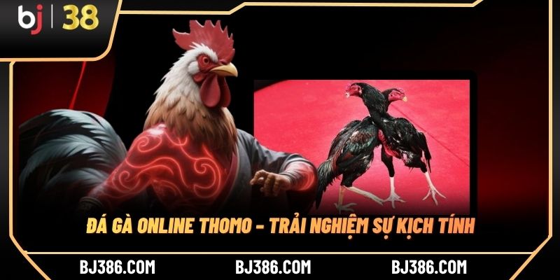 Đá gà online Thomo – Trải nghiệm sự kịch tính Đá gà online Thomo – Trải nghiệm sự kịch tính